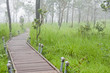 boardwalk to the tropical rainforest boardwalk to the tropical rainforest