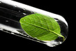 Leaf in test tube Leaf in test tube
