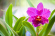 Purple orchid Purple orchid