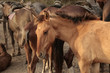 horses