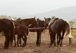 horses