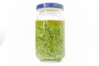 Pesto3