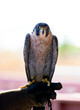 Wet Peregrine Falcon Bird