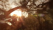 Pan over trees and sunny blue sky