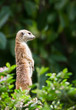 Meerkat Sentinel