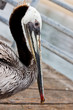 Wet pelican