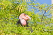 California Condor