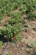 Hot pepper plantation in the israeli field.
