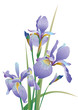 The flower image on white background