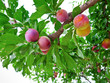 several ripe plumps on green branch