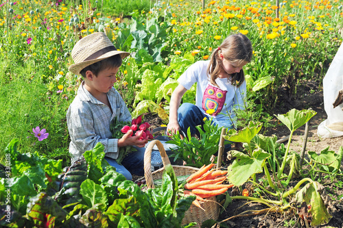 Foto: Kinder ernten im Garten Kinder ernten im Garten
