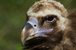 Vautour moine close-up Vautour moine close-up