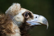Vautour moine de profil Vautour moine de profil