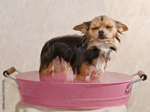 Photo: Chihuahua puppy taking a bath standing in pink bathtub Chihuahua puppy taking a bath standing in pink bathtub