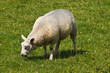 Photo: White sheep grazing on field White sheep grazing on field