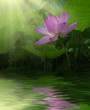 蓮の花