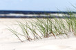 Grass on beach,