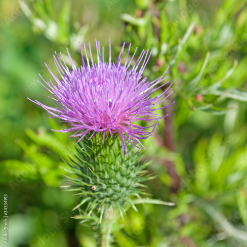 Foto: Mariendistel - Silybum marianum Mariendistel - Silybum marianum