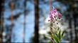 Flowers in forest Full HD