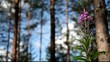 Flowers in forest zoom out Full HD