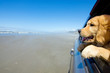 Puppy looking out the window of a car