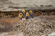 Swallow babies