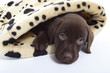 jeune labrador chocolat aux yeux bleus sous la couette