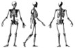Vector skeleton illustration. Vector skeleton illustration.