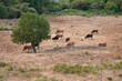 Pascolo Mucche Manzo