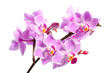 red orchid
