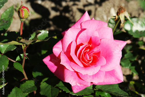 Photo: Rose close-up Rose close-up