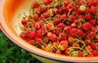 Fresh strawberry in a basin on the grass