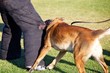 Biting the Leg