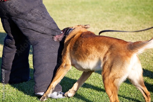 Photo: Biting the Leg Biting the Leg