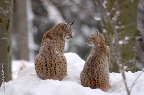 Photo: Europaeische Luchse Europaeische Luchse