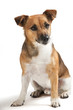 Jack Russell