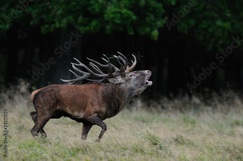 Foto: Rotwild Brunft Rotwild Brunft