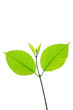 fresh green tea leaf isolated on white background