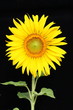Sun flower with blue sky