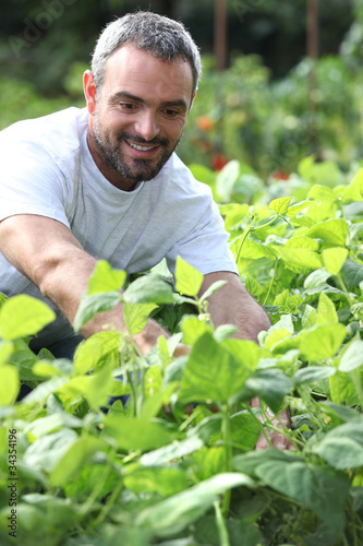 Photo: Smiling man picking peppers Smiling man picking peppers
