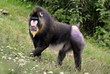 Mandrill Mandrill
