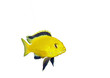 Aquarium Fish- Cichlid Hummingbird Yellow.