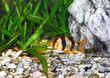 Single quarium fish-Barbus. (Barbus pentazona)