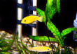 Aquarium Fish- Cichlid Hummingbird Yellow.