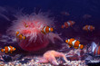 Tropical fishes