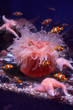 Underwater world