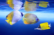 Tropical fishes Tropical fishes