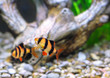 Shoal of aquarium fish-Barbus. (Barbus pentazona) Shoal of aquarium fish-Barbus. (Barbus pentazona)