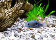 Aquarium Fish dwarf Cichlid-Apistogramma nijsseni.