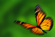 Monarch (Danaus plexippus), a migrant butterfly